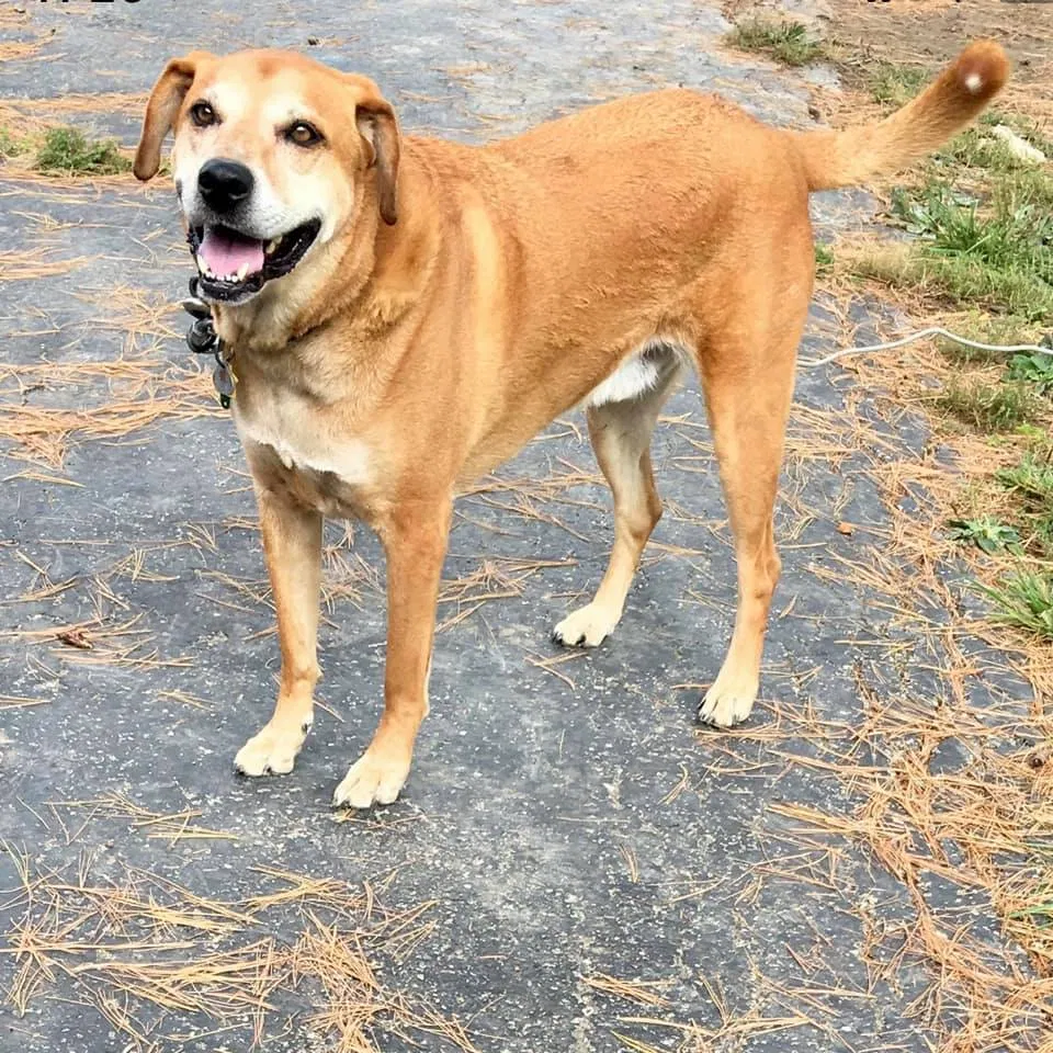 Lost dog in Milford, OH, 45150