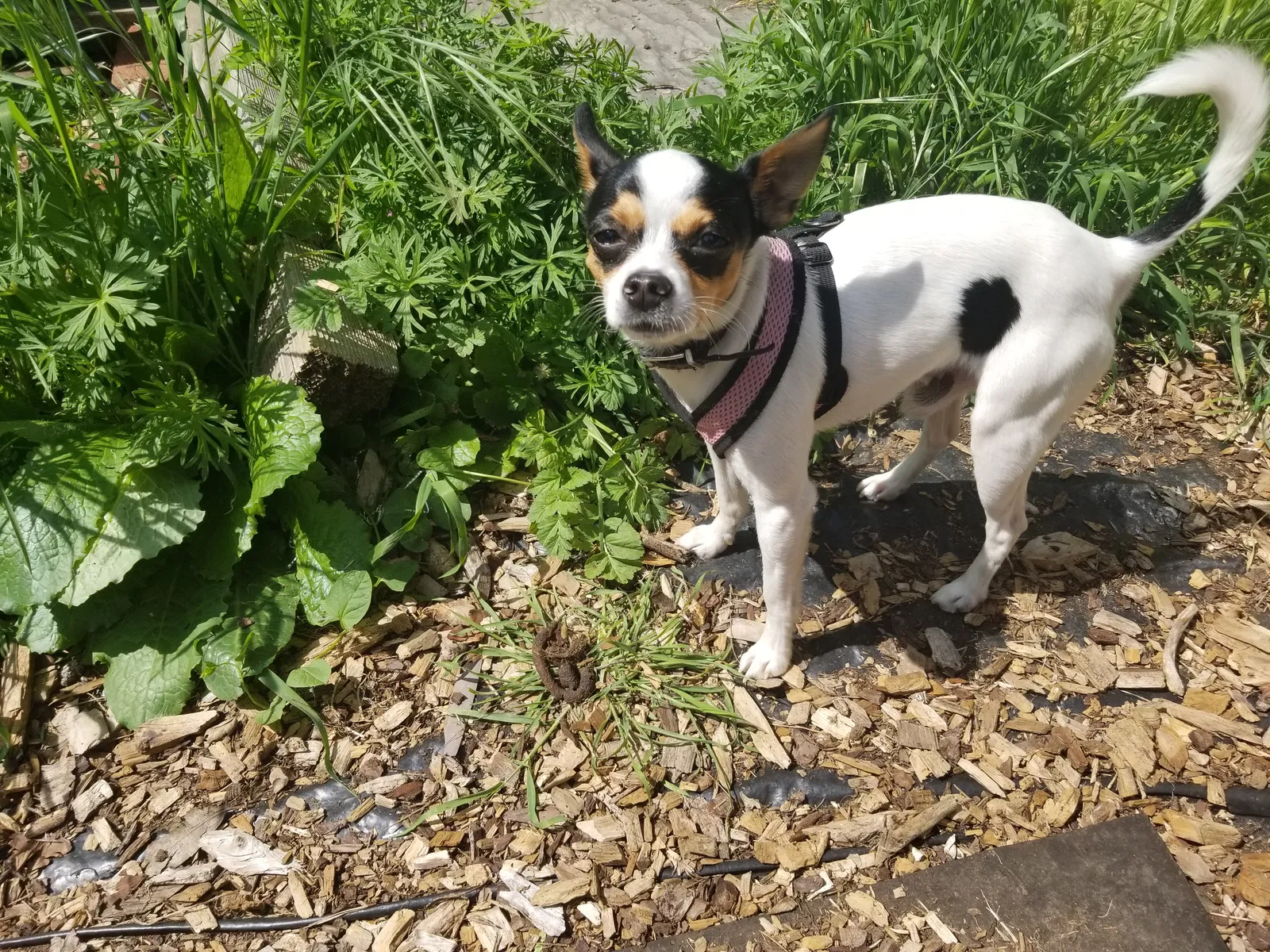 Lost dog in Alameda, CA, 94502