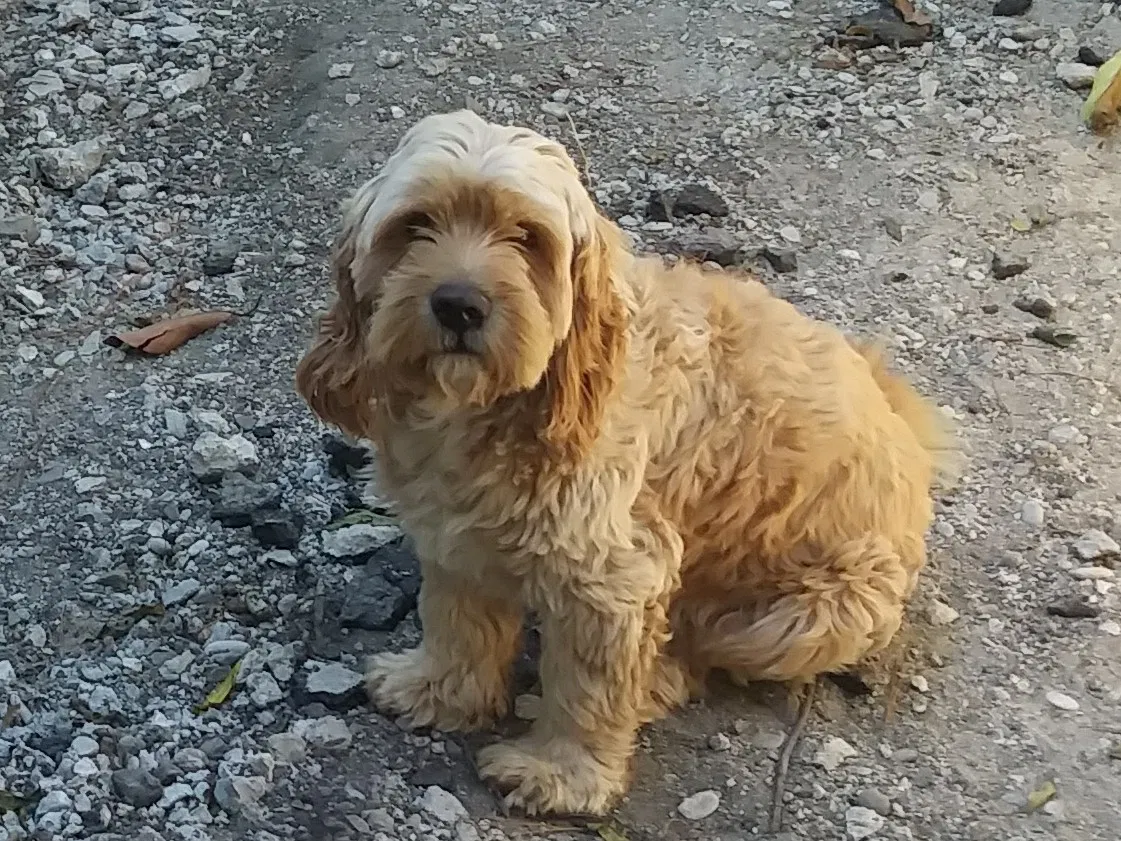 Lost dog in San Pablo, CA, 94806