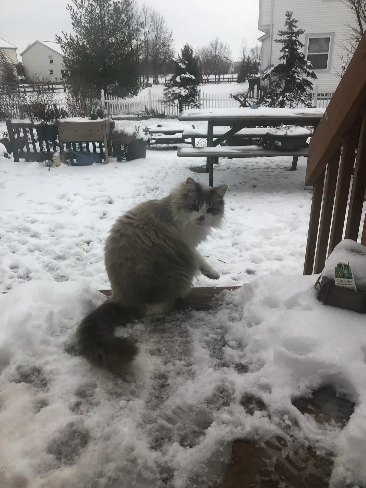 Lost cat in Lewis Center, OH, 43035