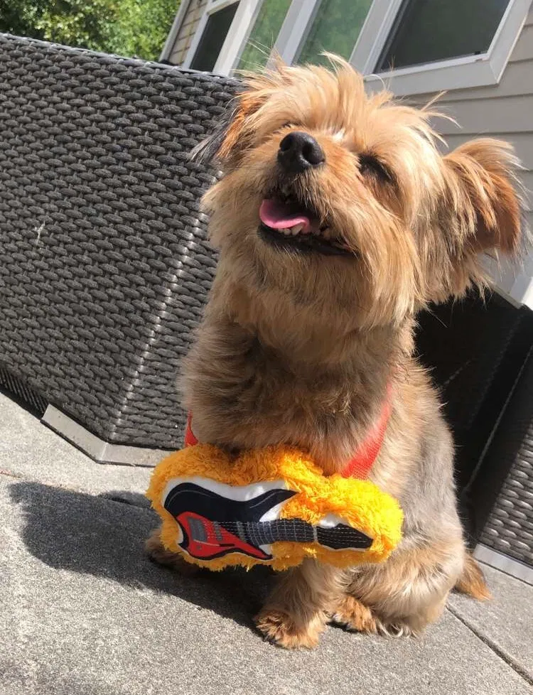 Lost dog in Lake Stevens, WA, 98258