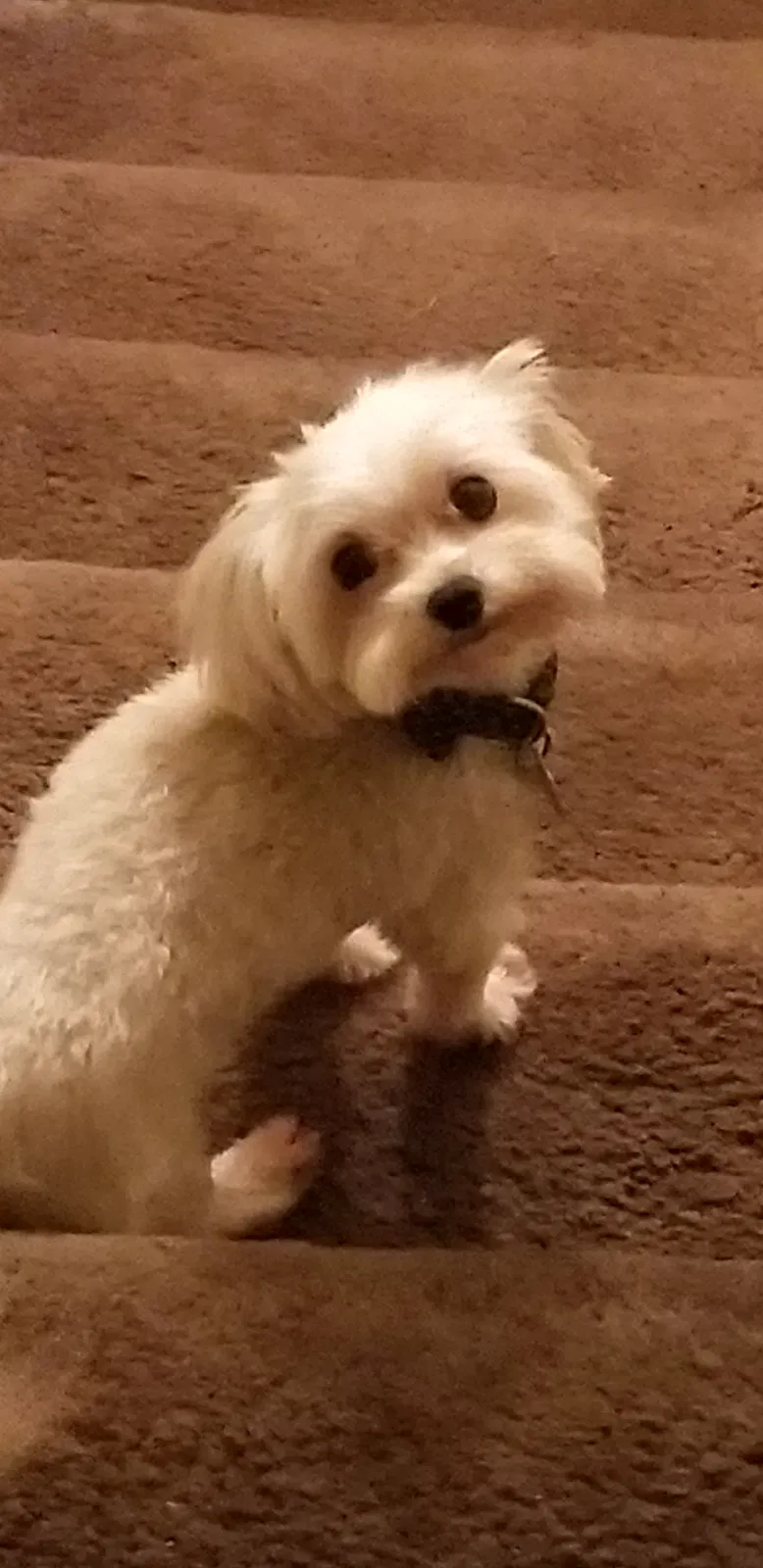 Lost dog in Birmingham, AL, 35215