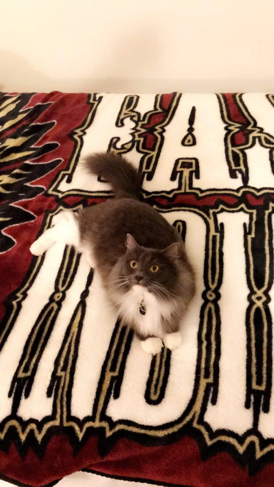 Lost cat in Houston, TX, 77030