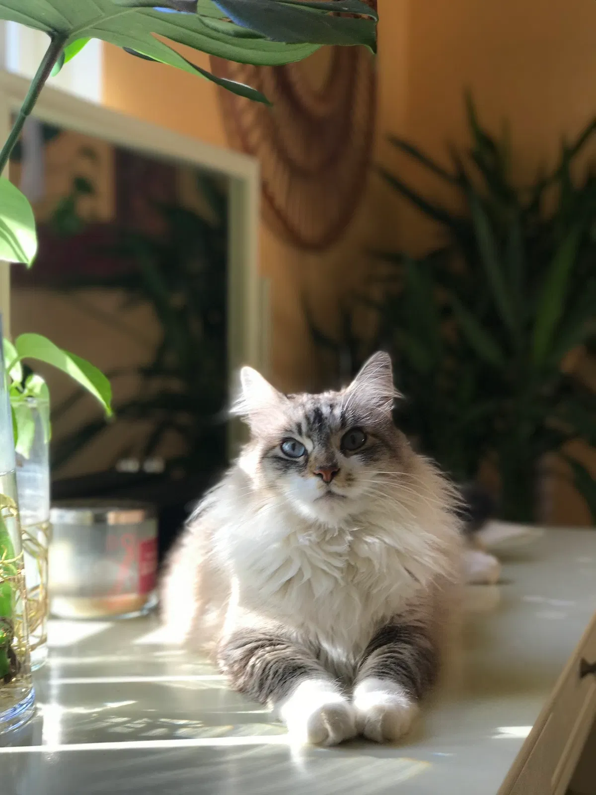 Lost cat in Flint, MI, 48507