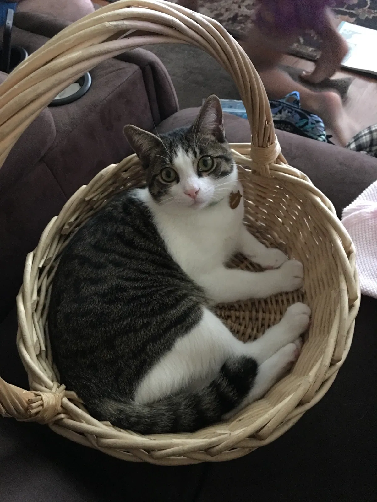 Lost cat in Temecula, CA, 92592