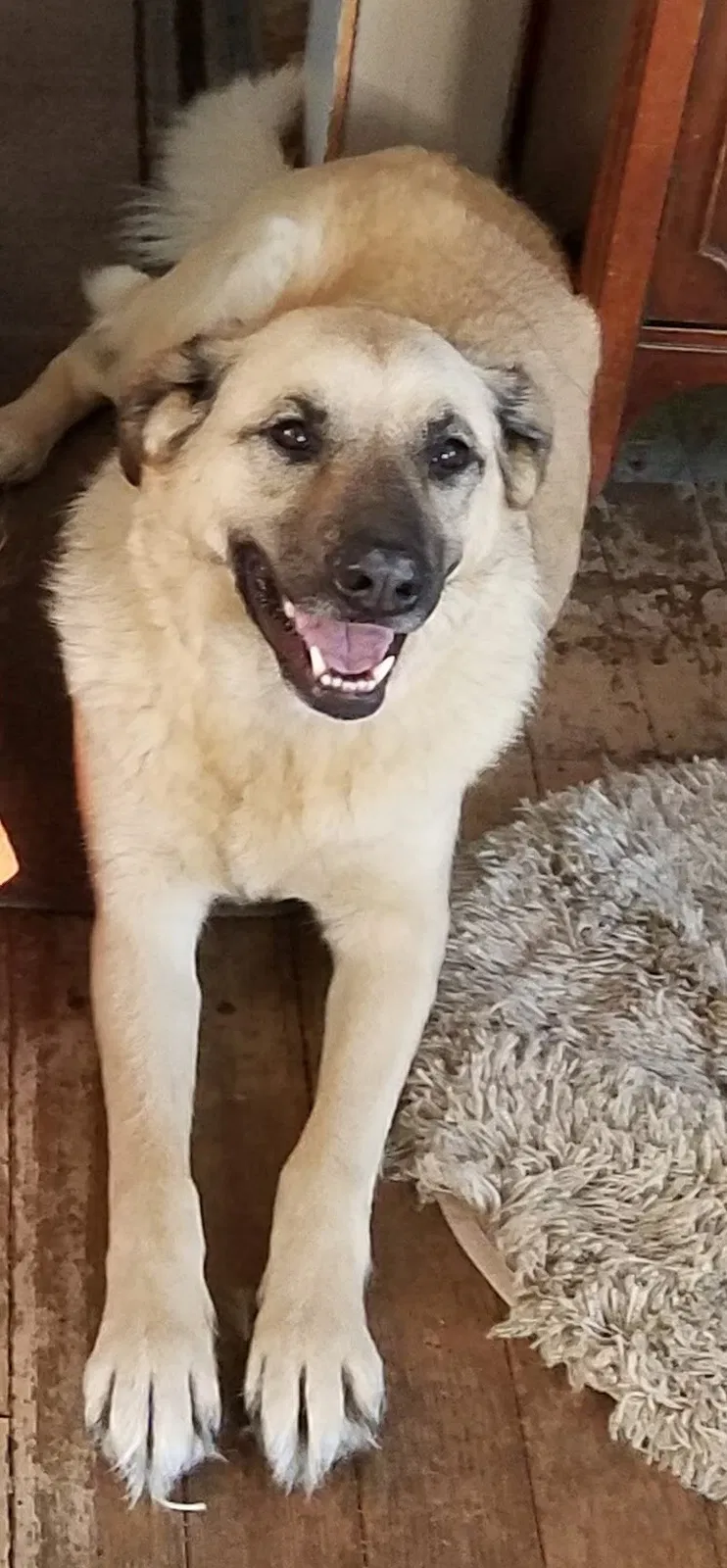 Lost dog in Climax, MN, 56523