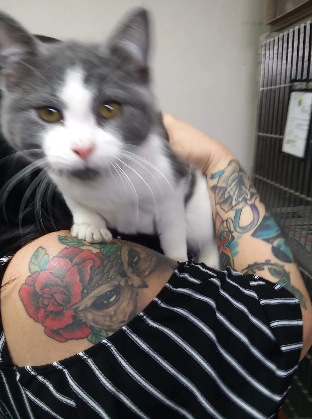 Lost cat in Belen, NM, 87002