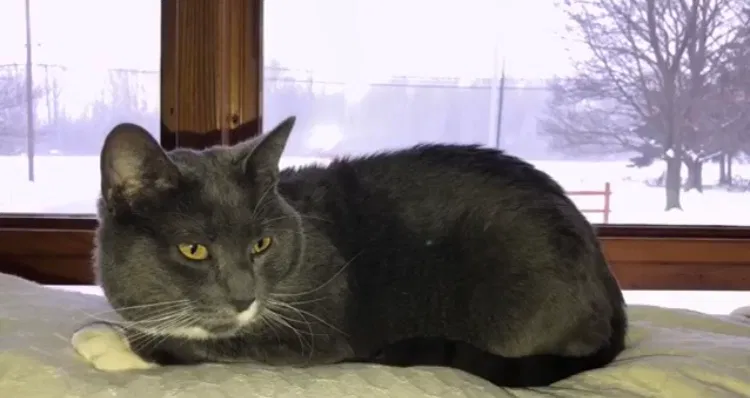 Lost cat in Erie, PA, 16510