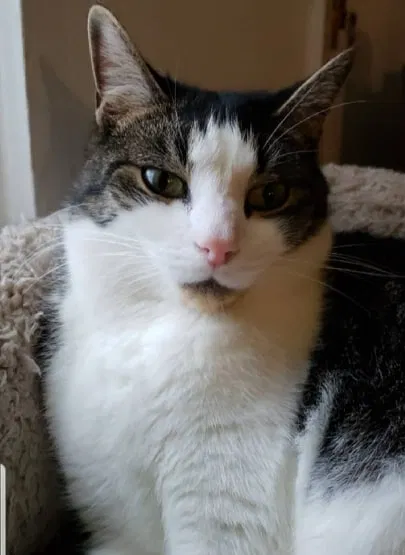 Lost cat in Bowie, MD, 20716