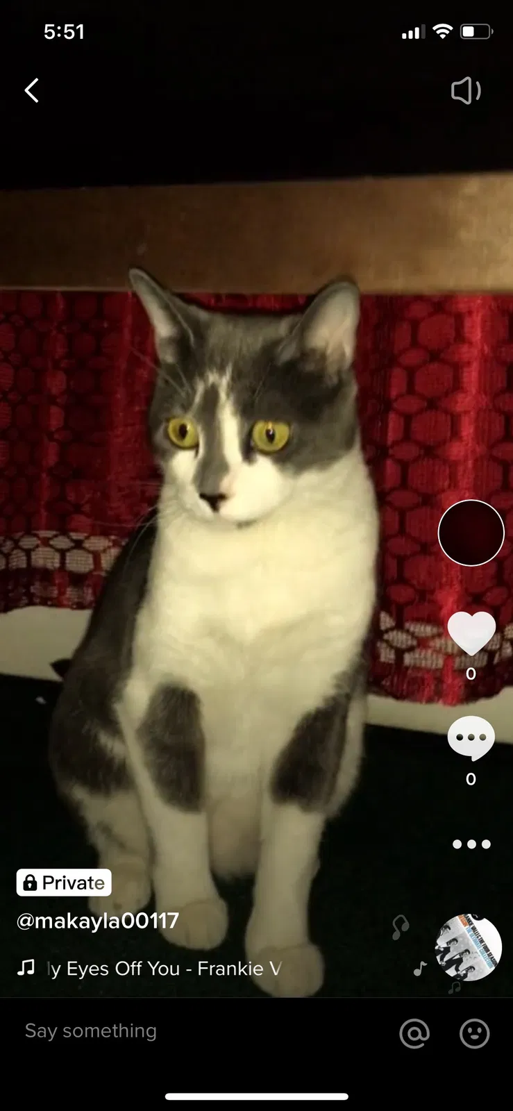 Lost cat in York, PA, 17401