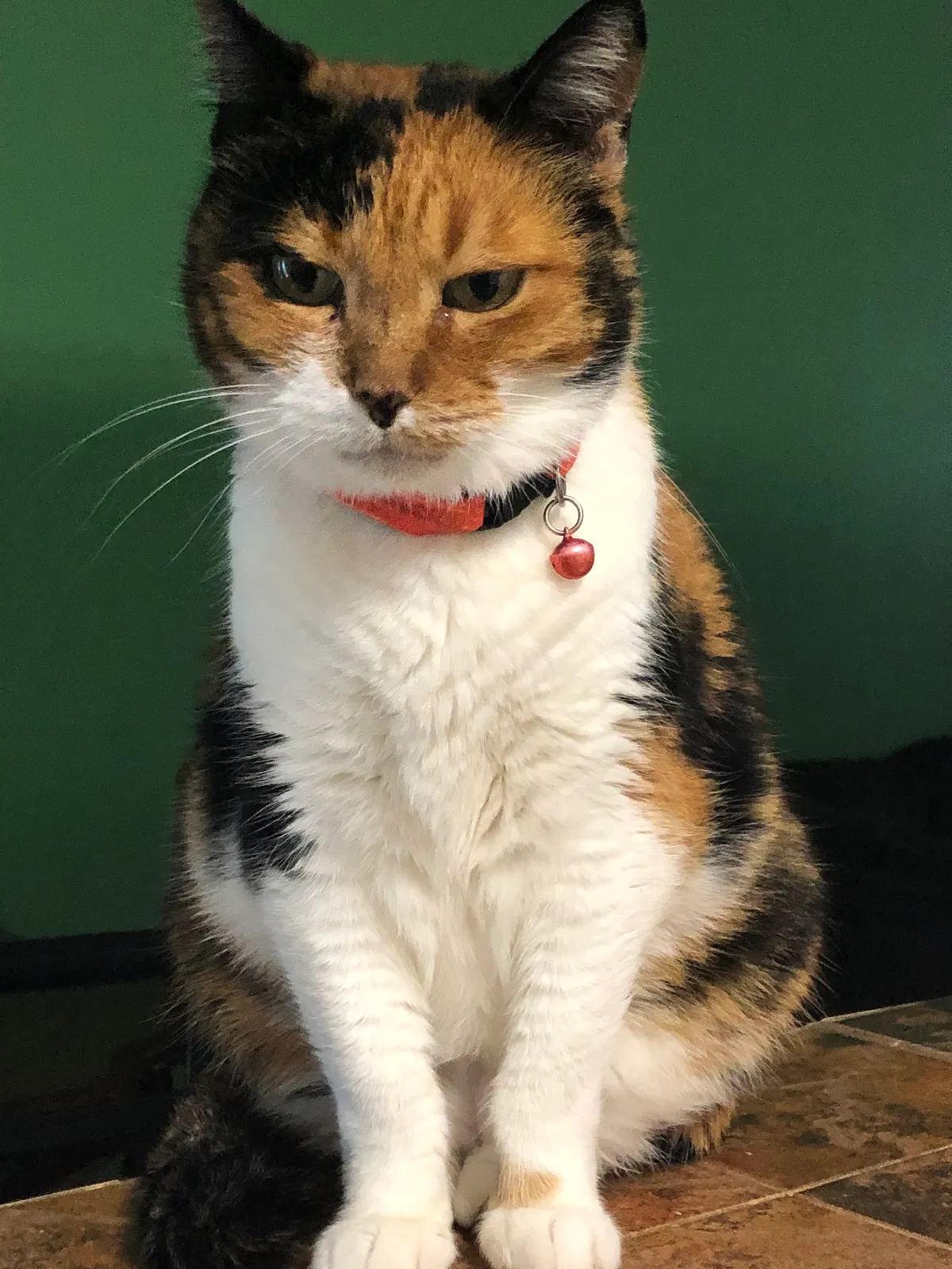 Lost cat in League City, TX, 77573