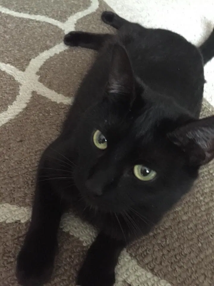 Lost cat in Terre Haute, IN, 47802