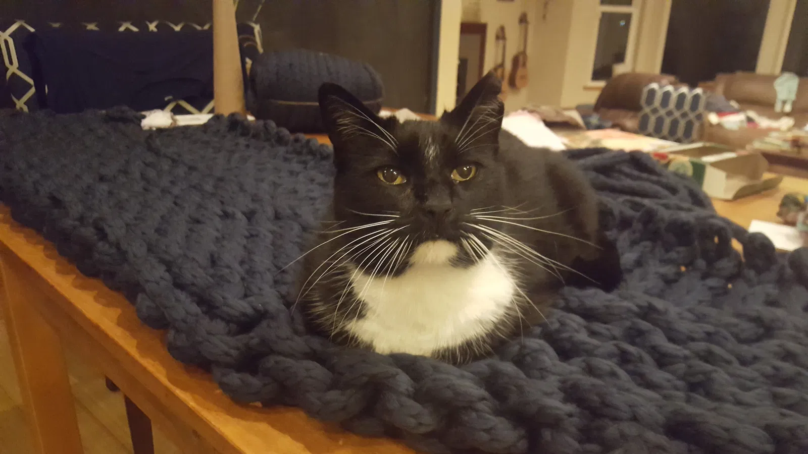 Lost cat in Grand Junction, CO, 81507