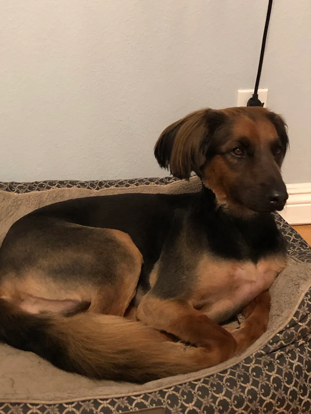 Lost dog in Mission Hills, CA, 91345