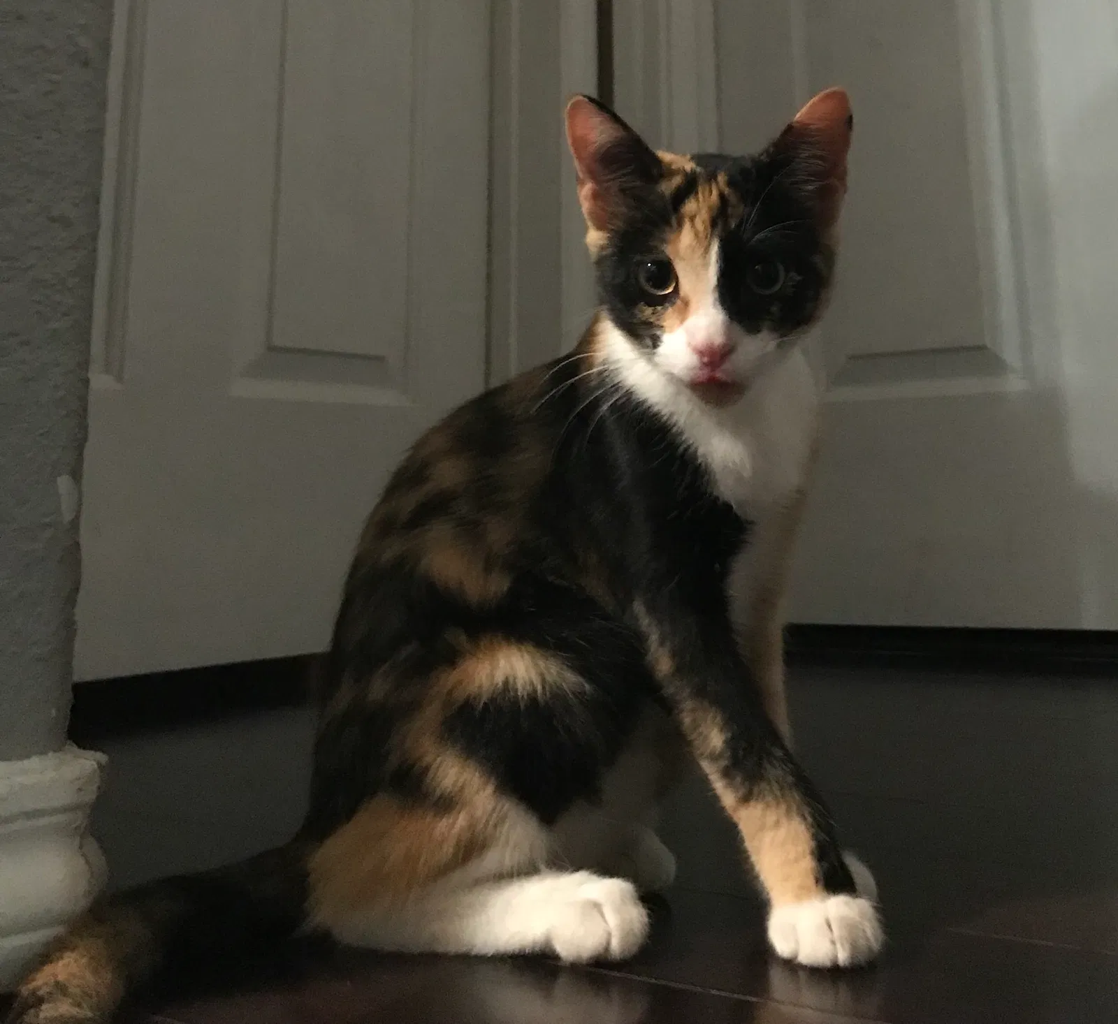 Lost cat in Fort Worth, TX, 76134
