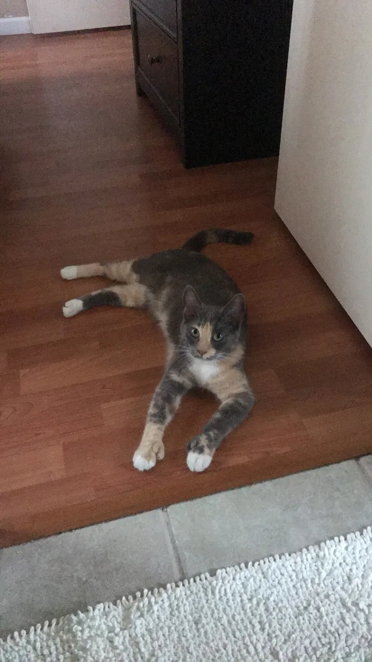 Lost cat in Costa Mesa, CA, 92627