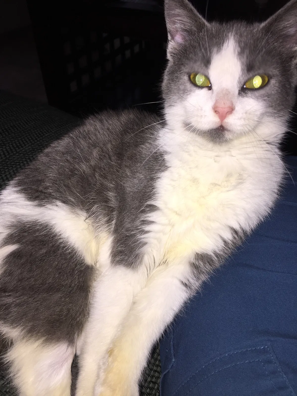 Lost cat in Asheville, NC, 28805