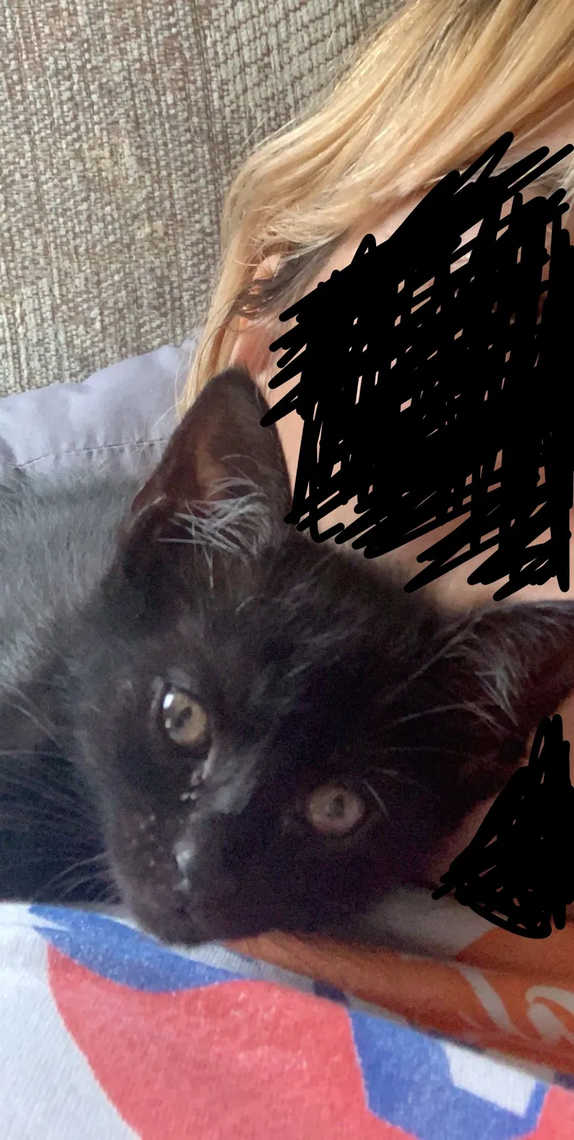 Lost cat in Houma, LA, 70364