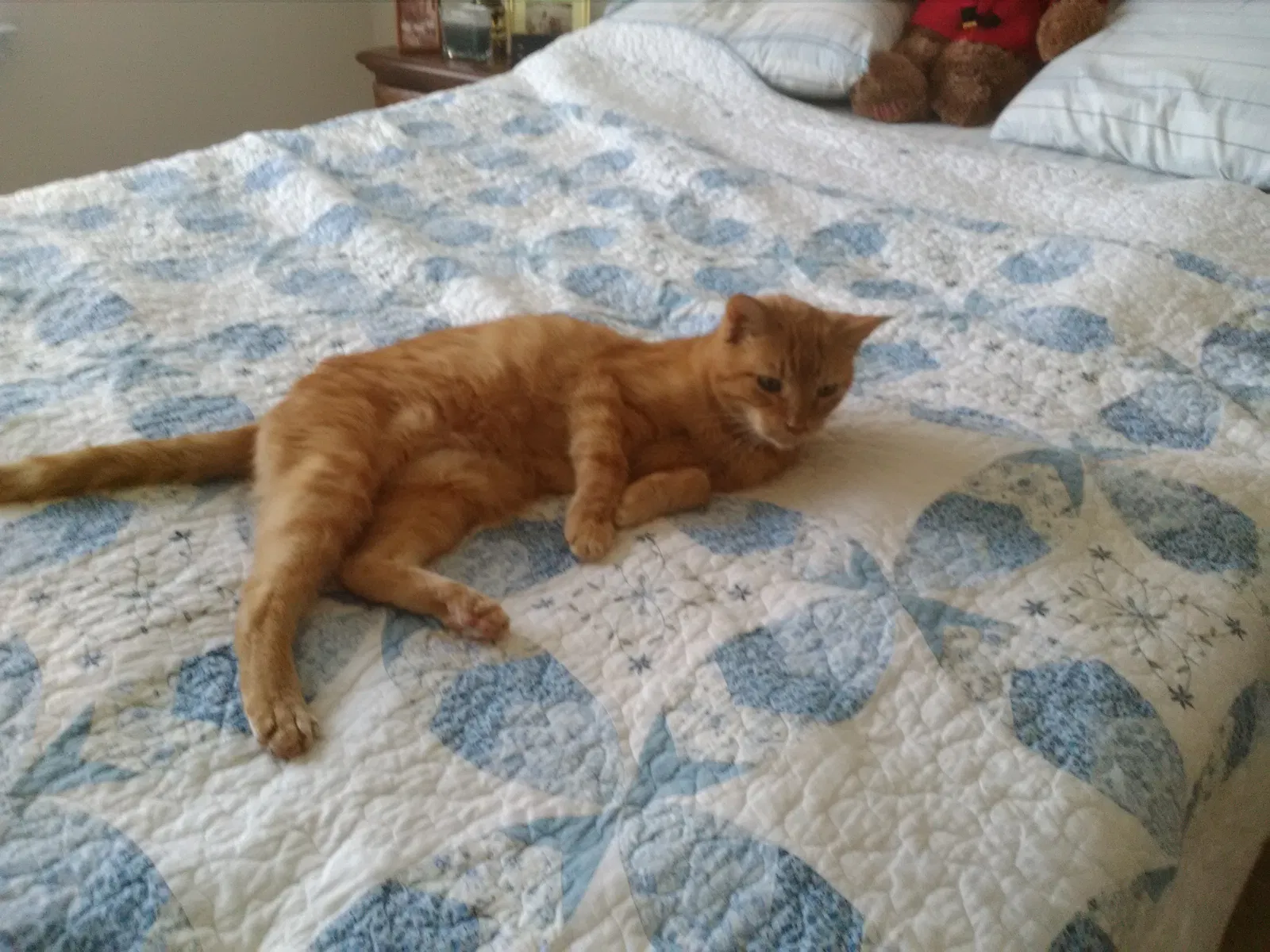 Lost cat in Little River, SC, 29566