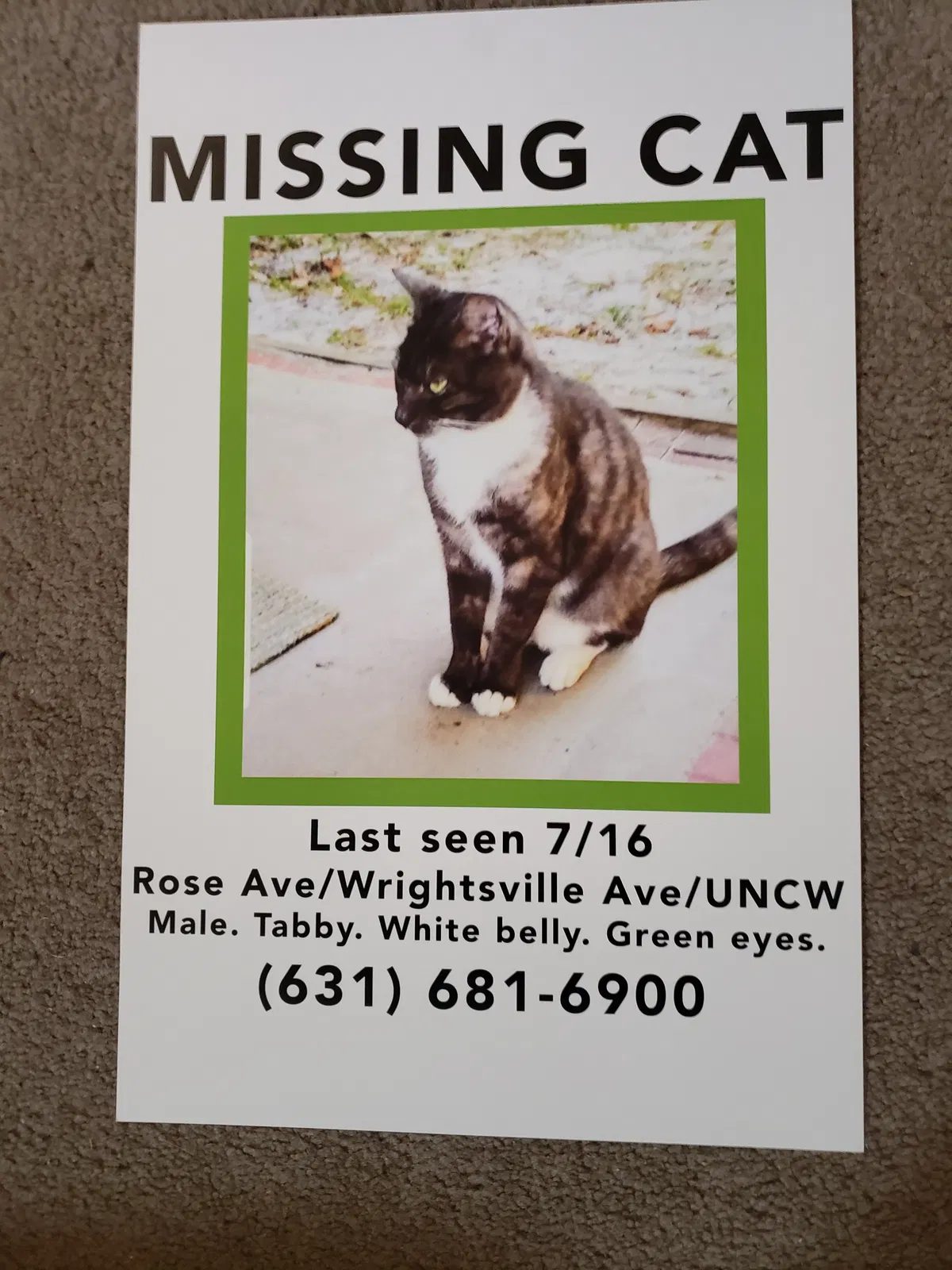 Lost cat in Wilmington, NC, 28403