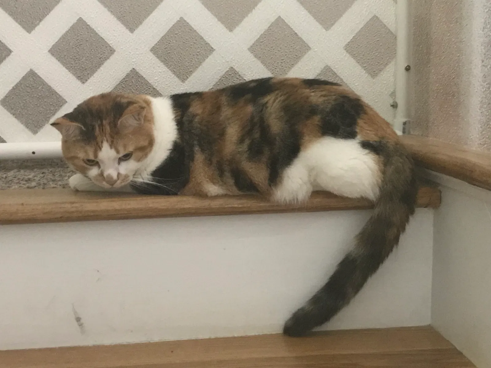 Lost cat in Charleston, SC, 29412