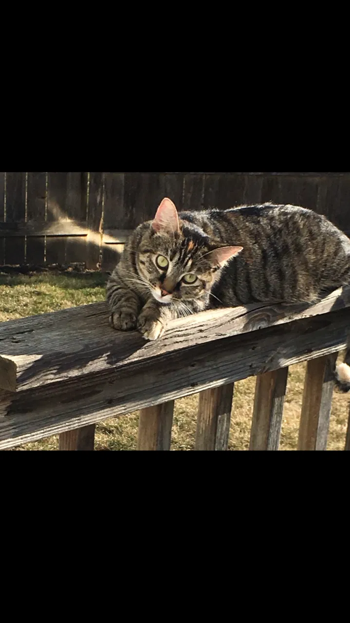 Lost cat in Lake Villa, IL, 60046