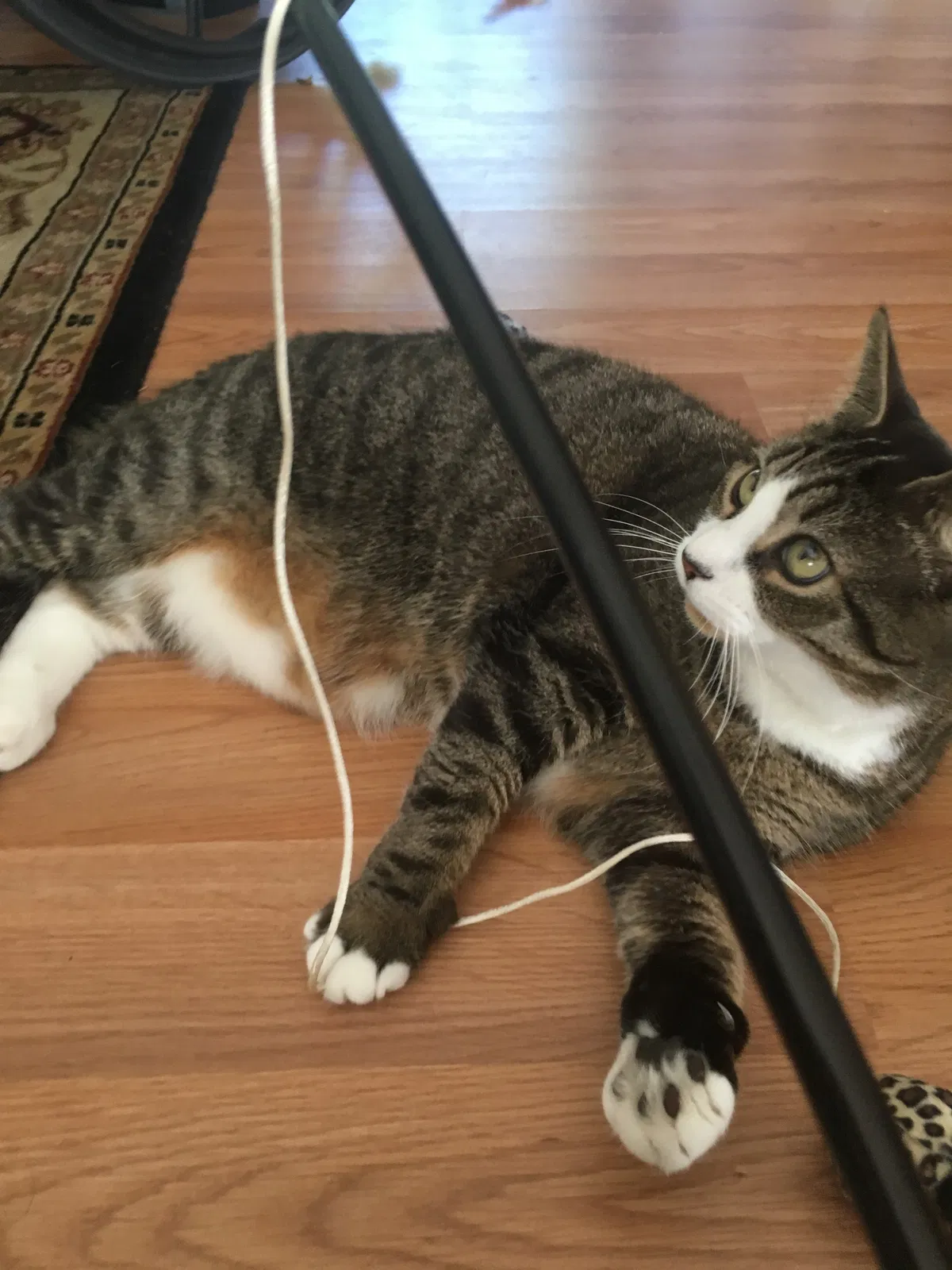 Lost cat in West Long Branch, NJ, 7764