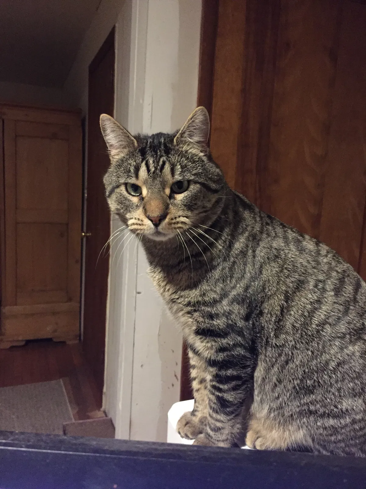 Lost cat in Ardsley, NY, 10502