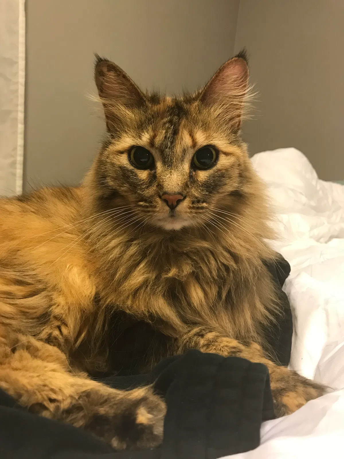 Lost cat in Lawrenceburg, IN, 47025
