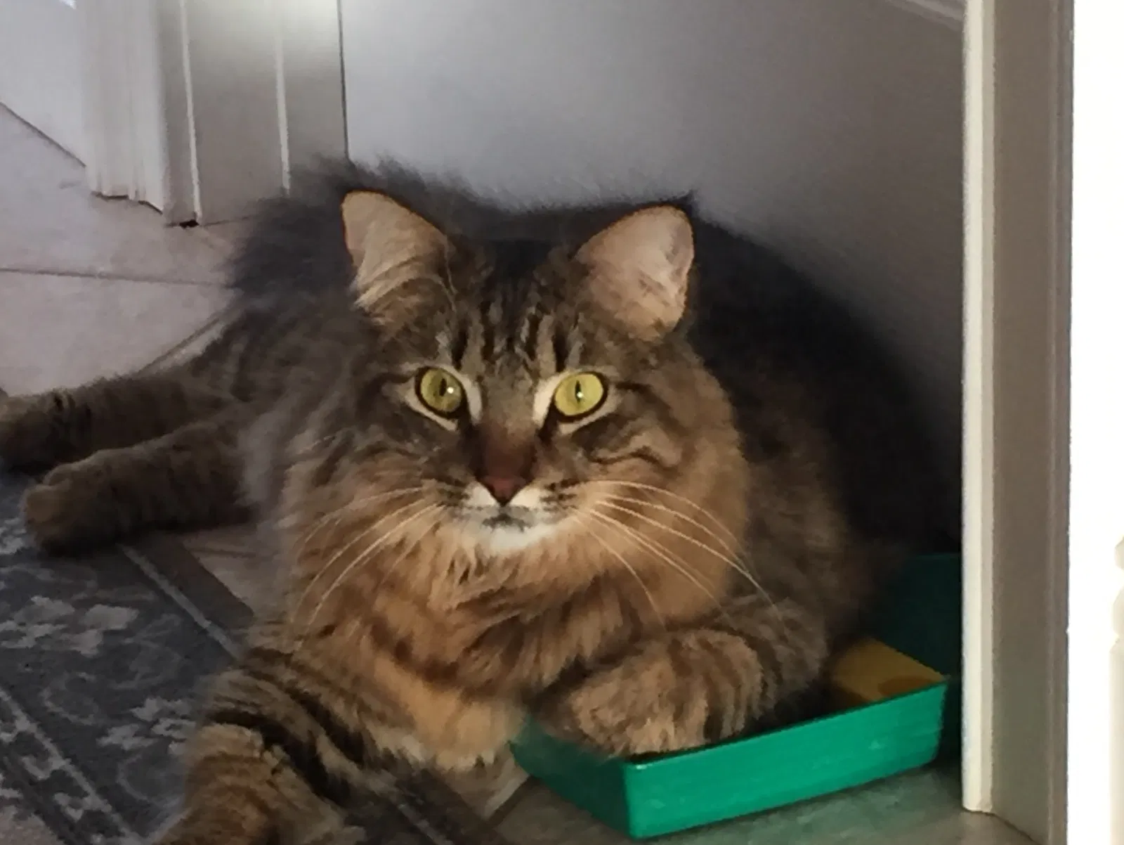 Lost cat in Arlington, VA, 22207
