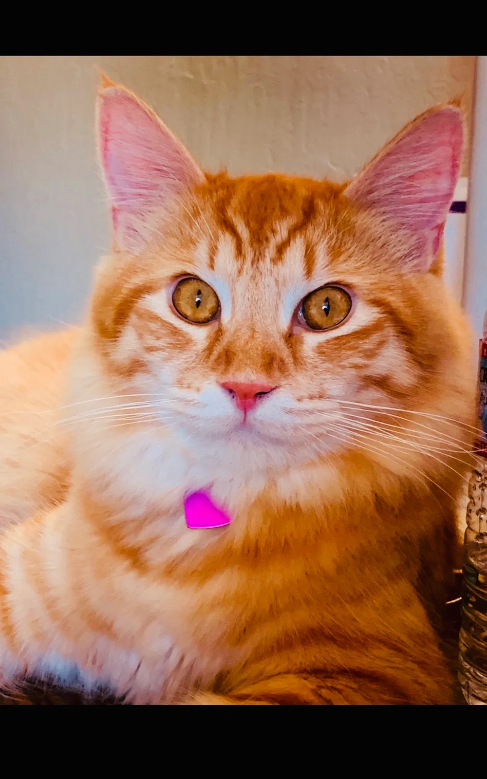 Lost cat in Redding, CA, 96001