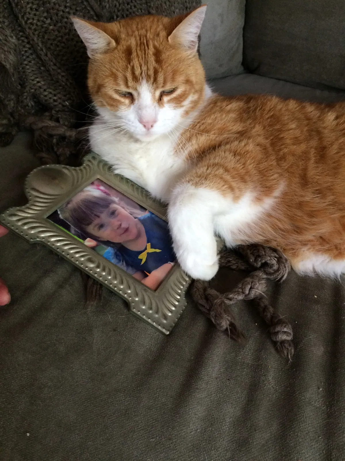 Lost cat in Stevensville, MI, 49127