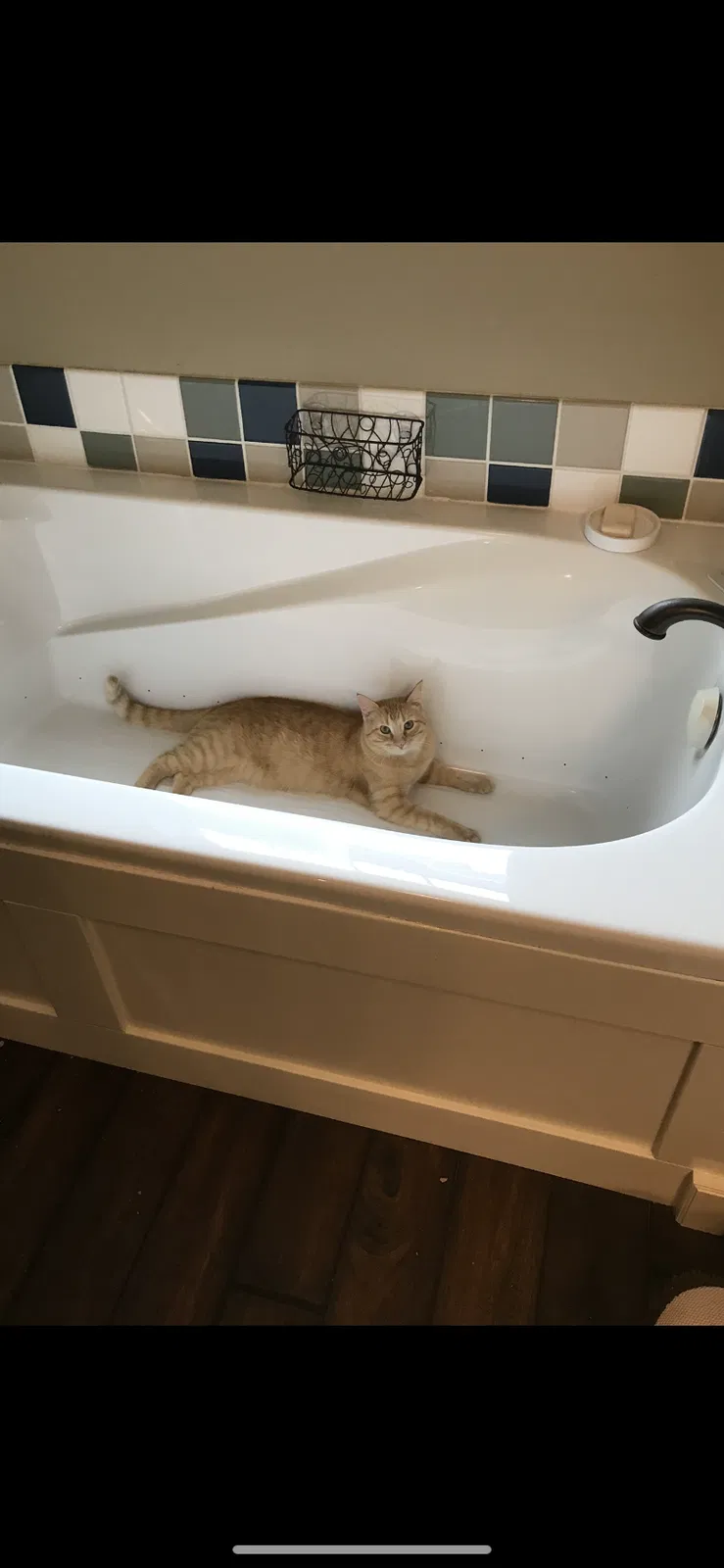 Lost cat in Osceola, WI, 54020