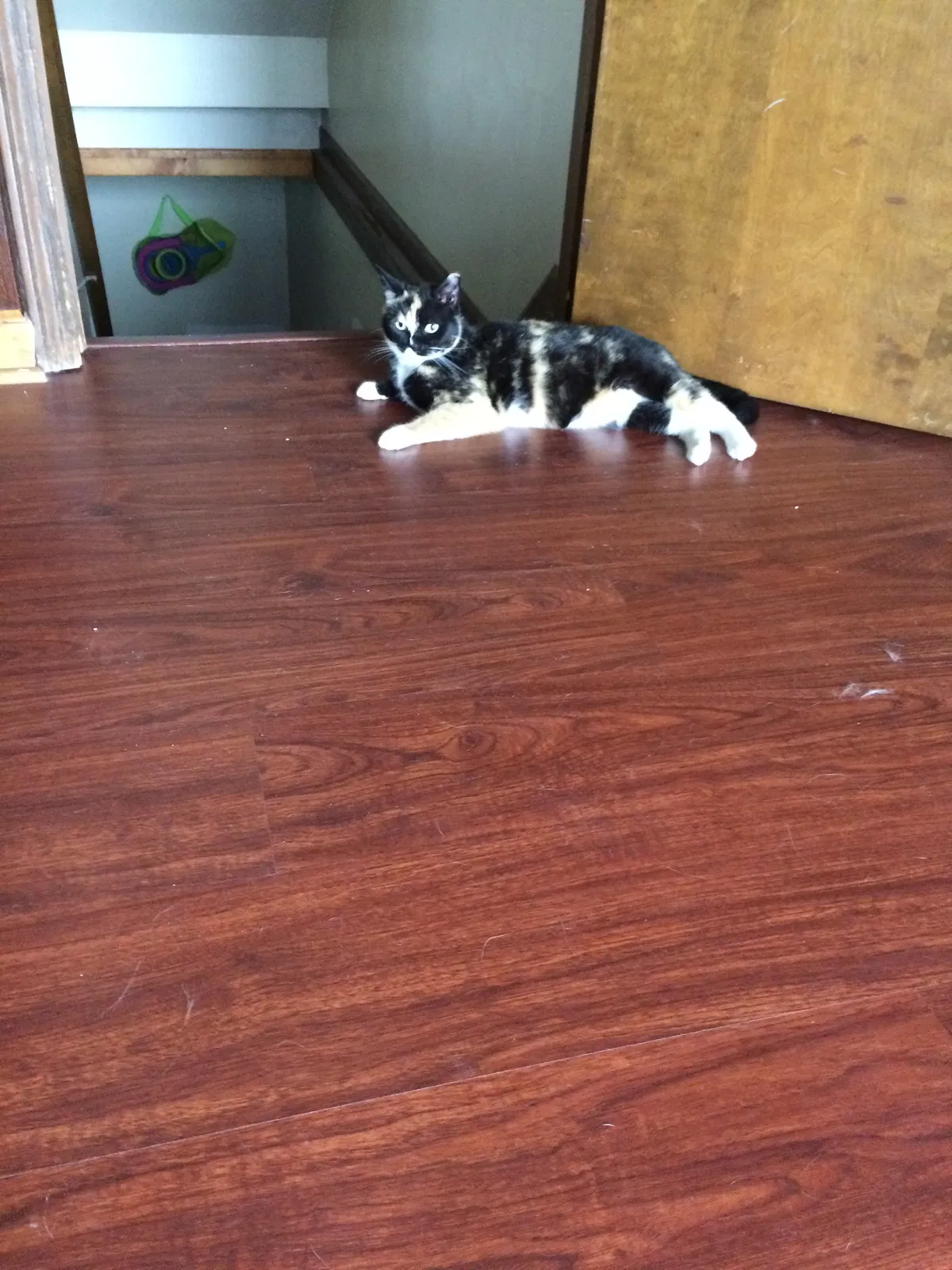Lost cat in Dryden, MI, 48428