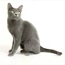 Lost cat in Lancaster, PA, 17603