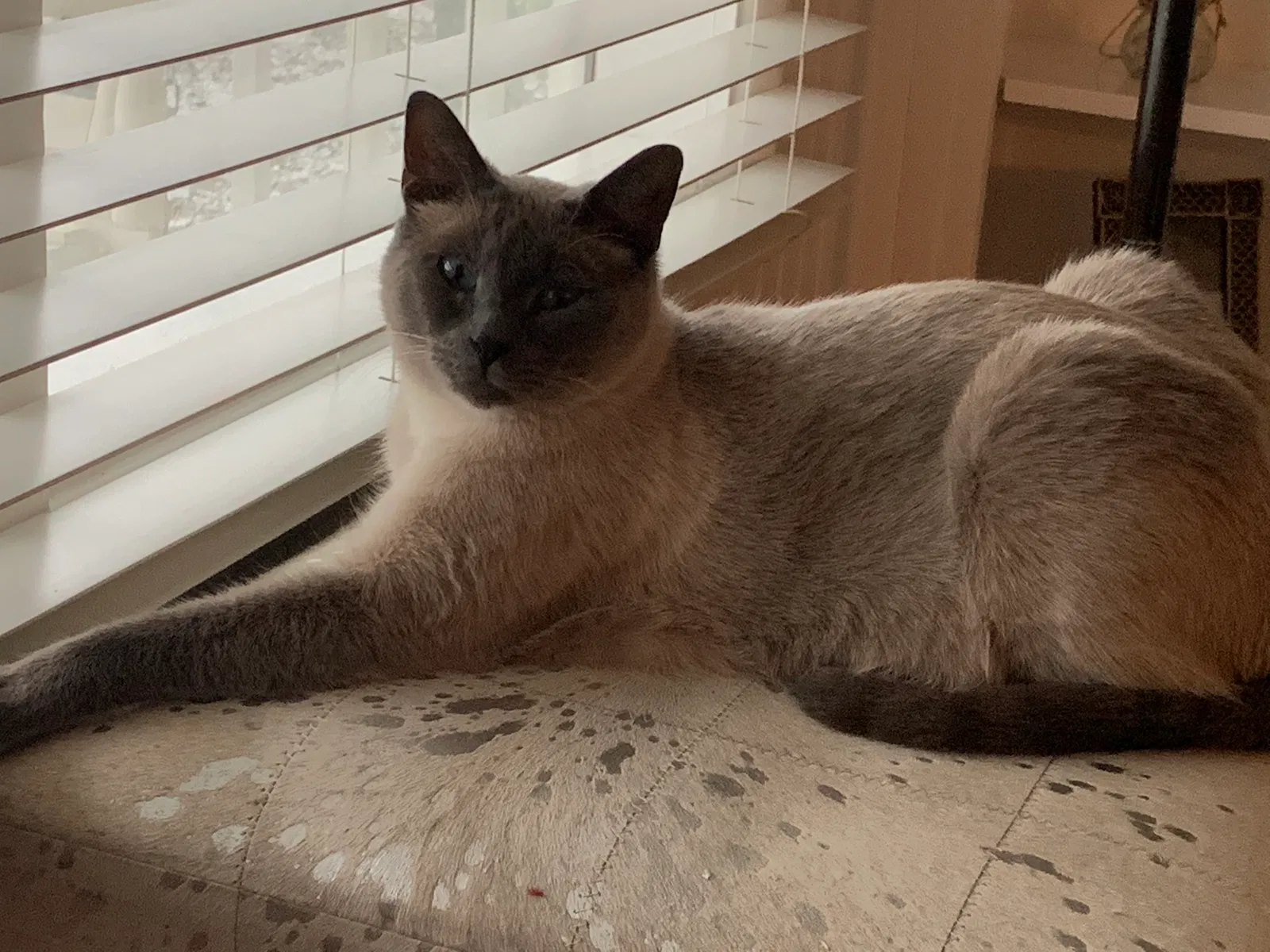 Lost cat in Avon Lake, OH, 44012