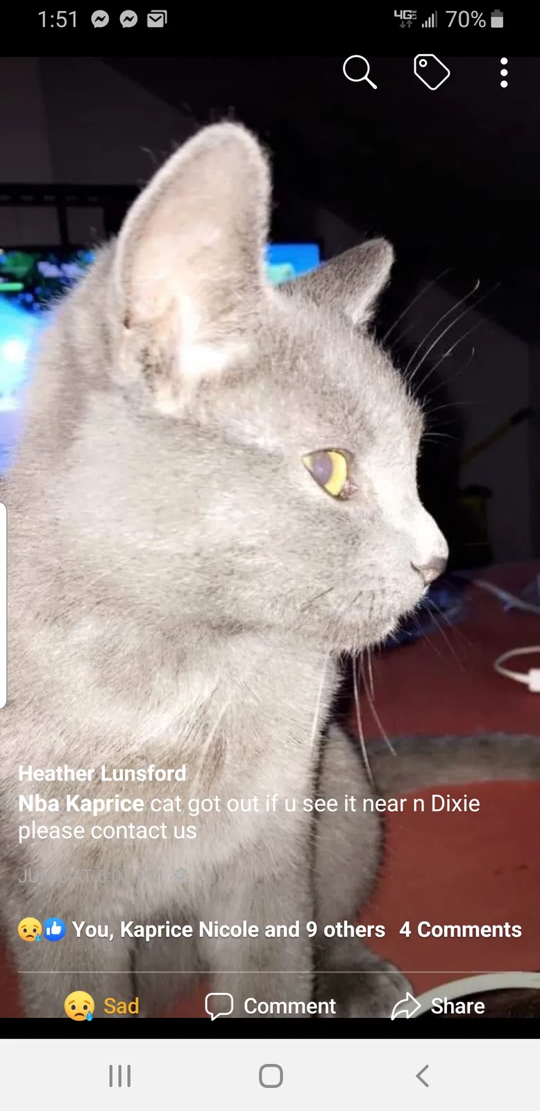 Lost cat in Dayton, OH, 45414