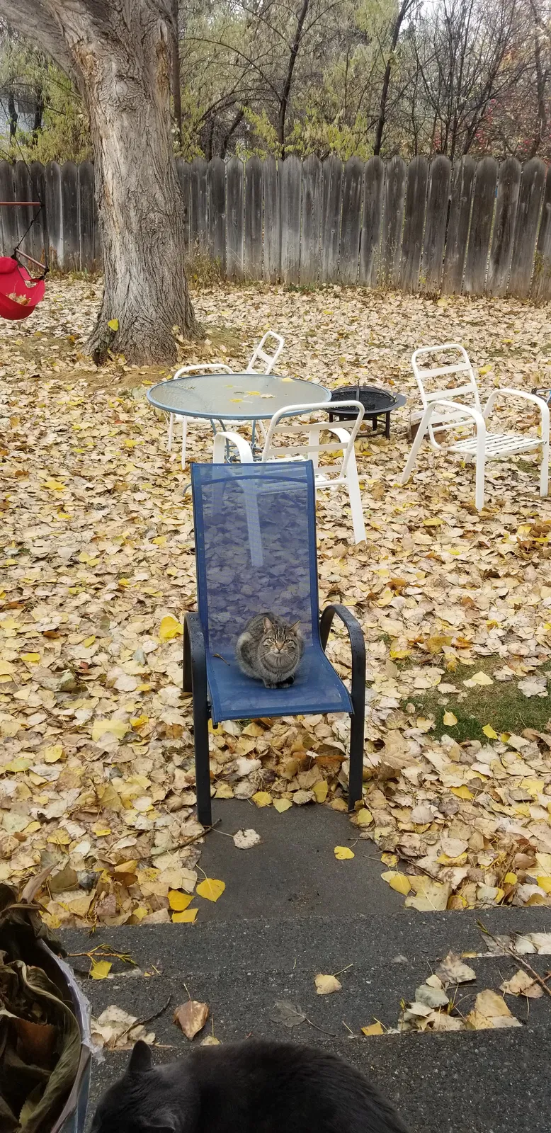 Lost cat in Billings, MT, 59105
