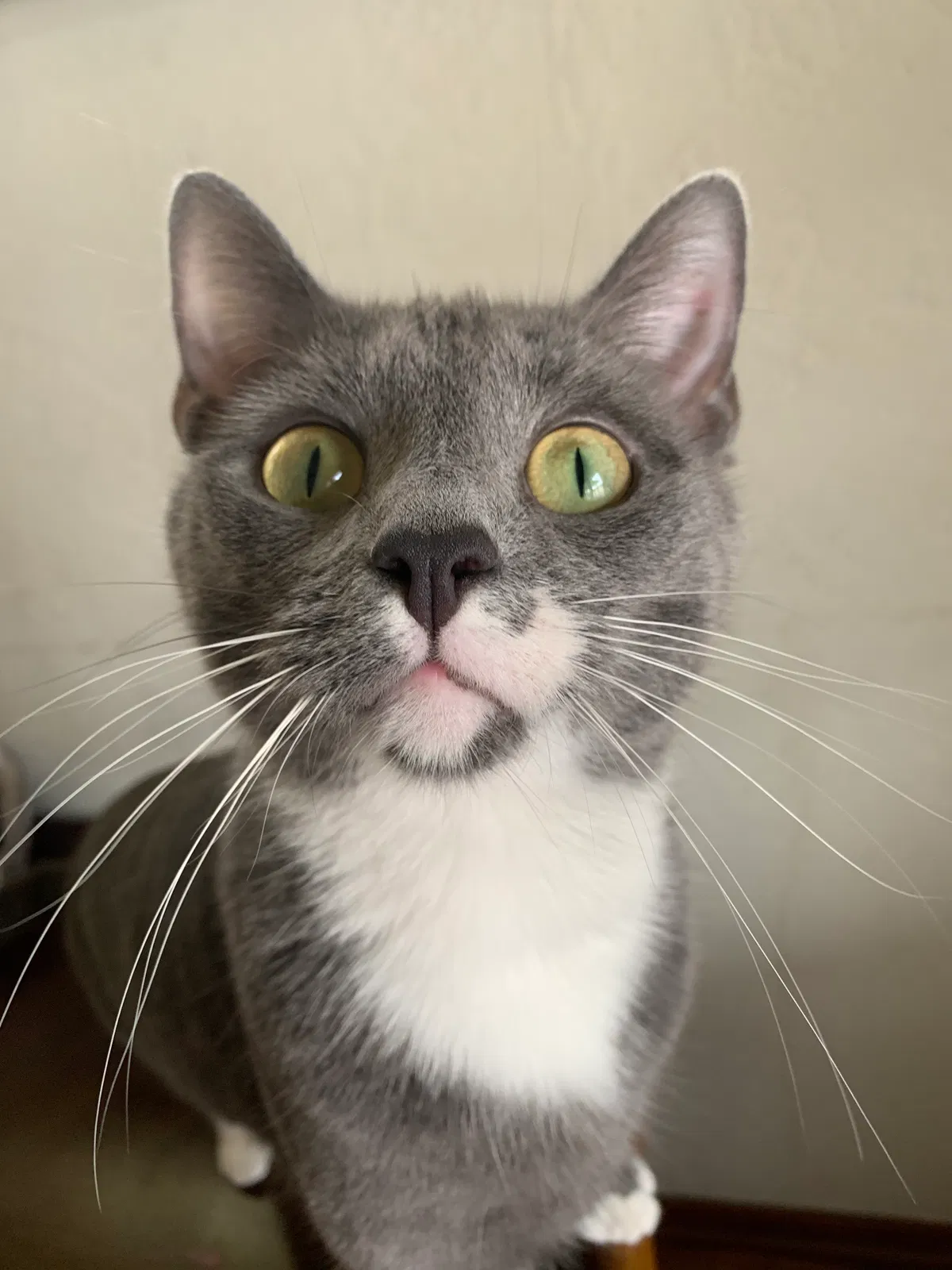 Lost cat in Bridgeville, PA, 15017