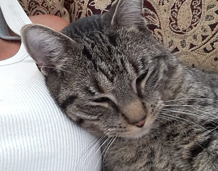 Lost cat in Woodstock, IL, 60098