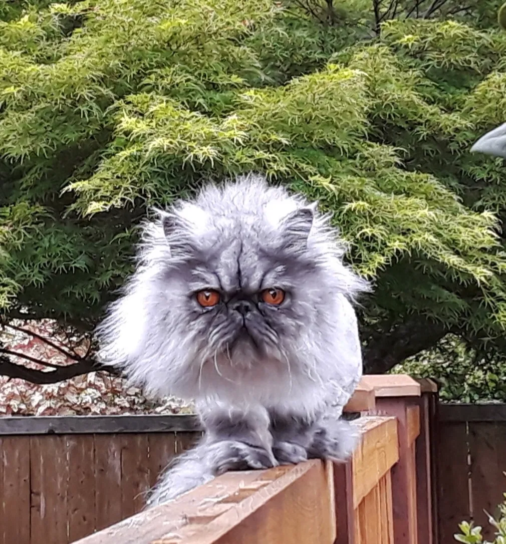 Lost cat in Lacey, WA, 98503