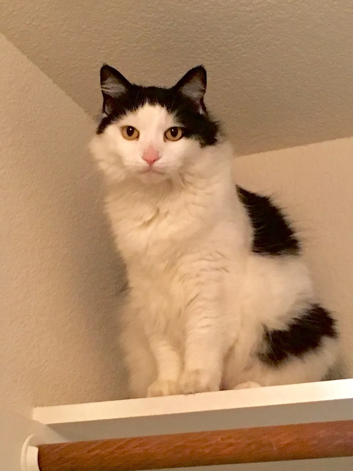 Lost cat in Rancho Cordova, CA, 95670