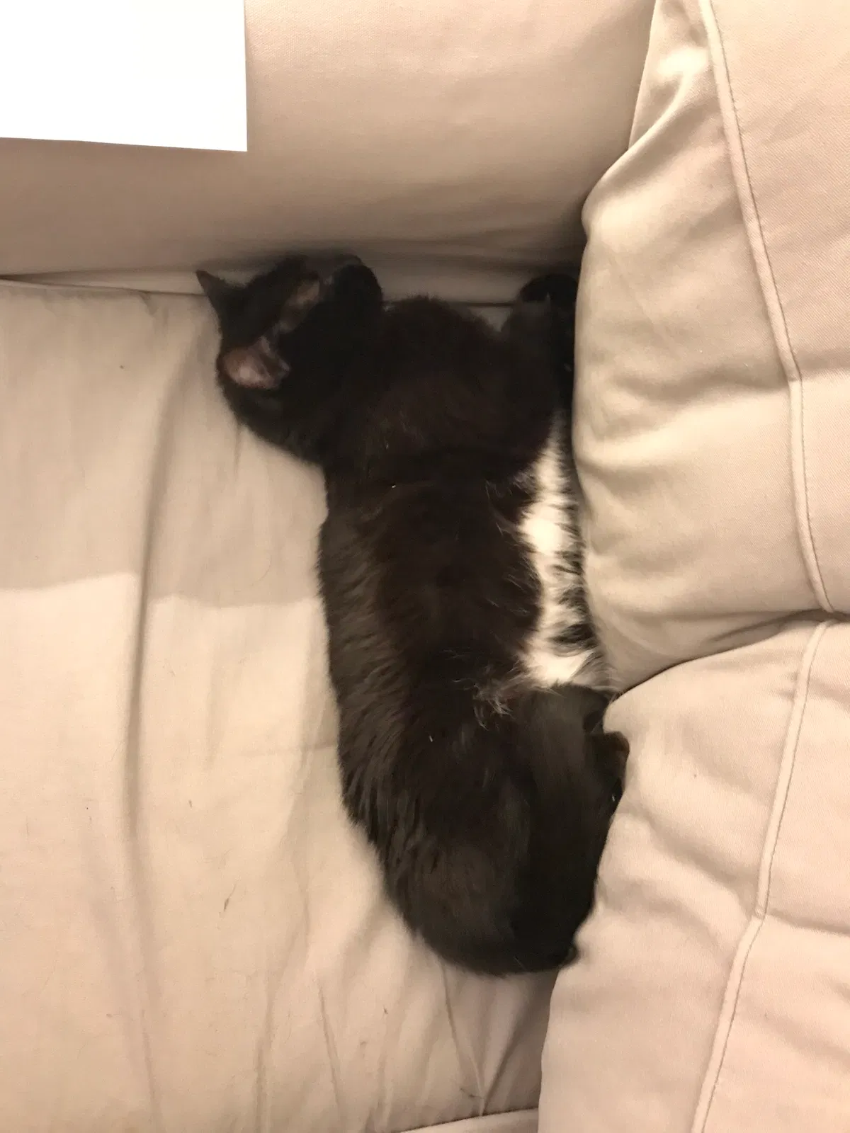 Lost cat in Cincinnati, OH, 45230