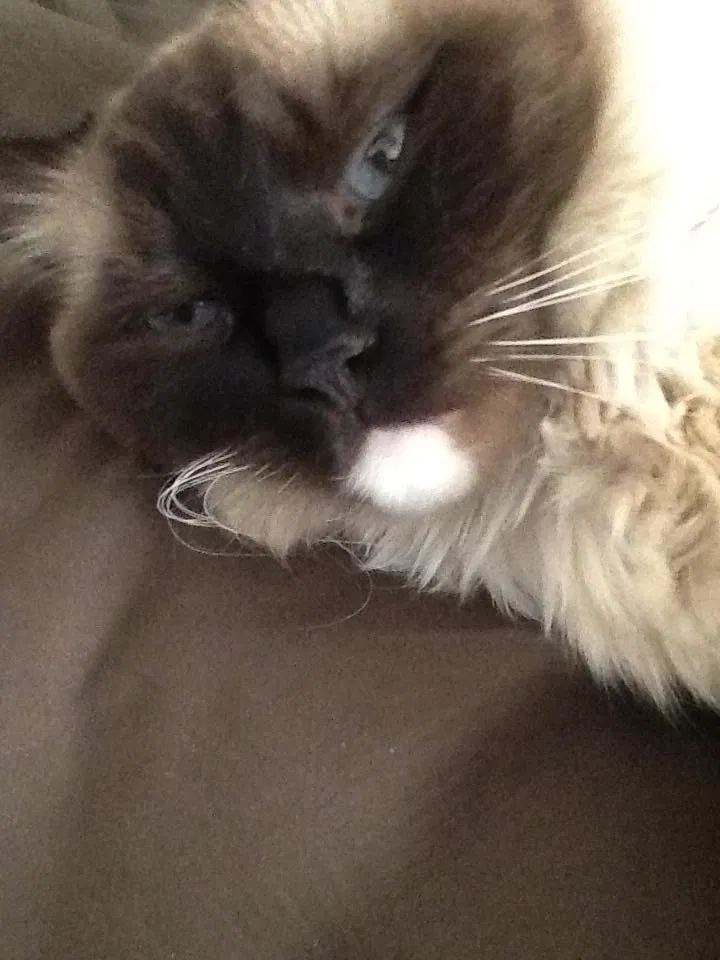 Lost cat in Littleton, CO, 80129
