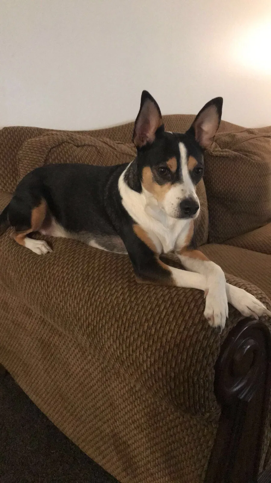 Lost dog in Bakersfield, CA, 93304