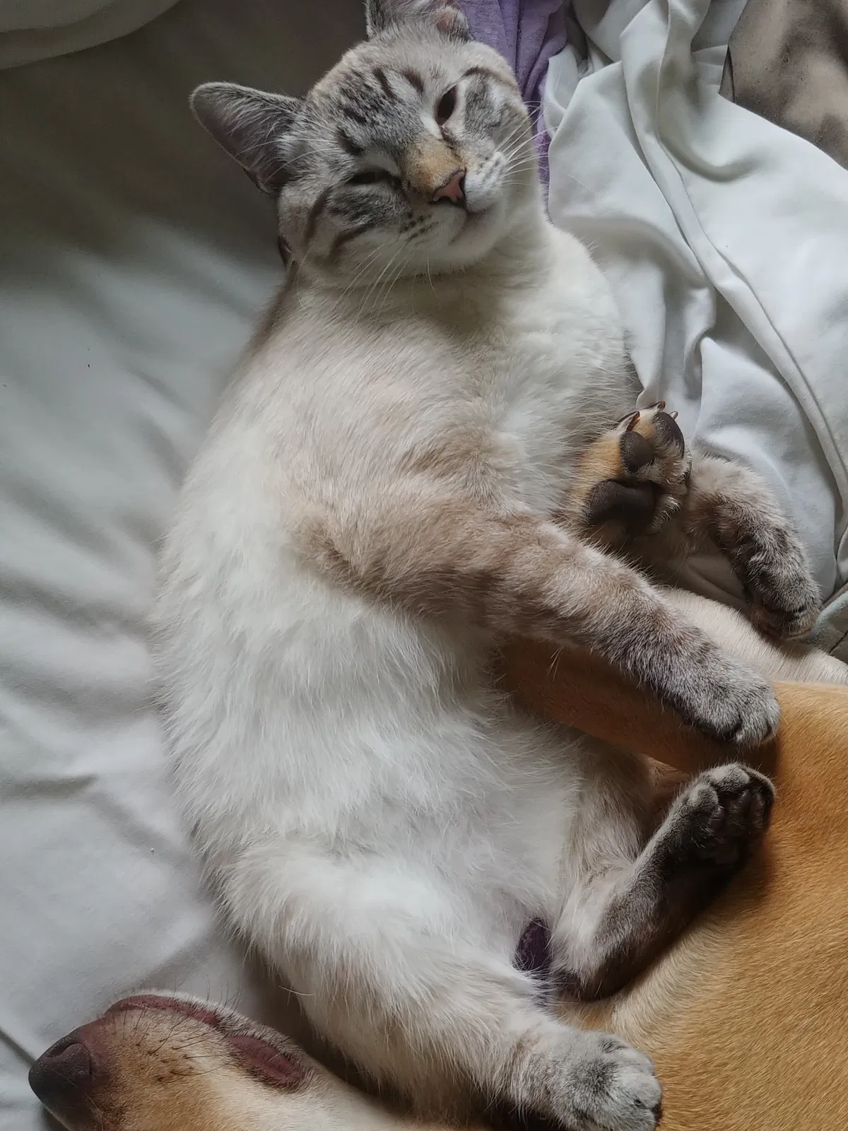Lost cat in Dousman, WI, 53118