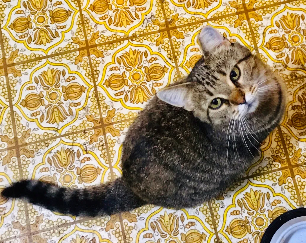 Lost cat in Watertown, WI, 53094