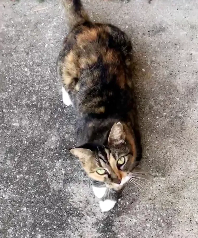 Lost cat in Galveston, TX, 77554