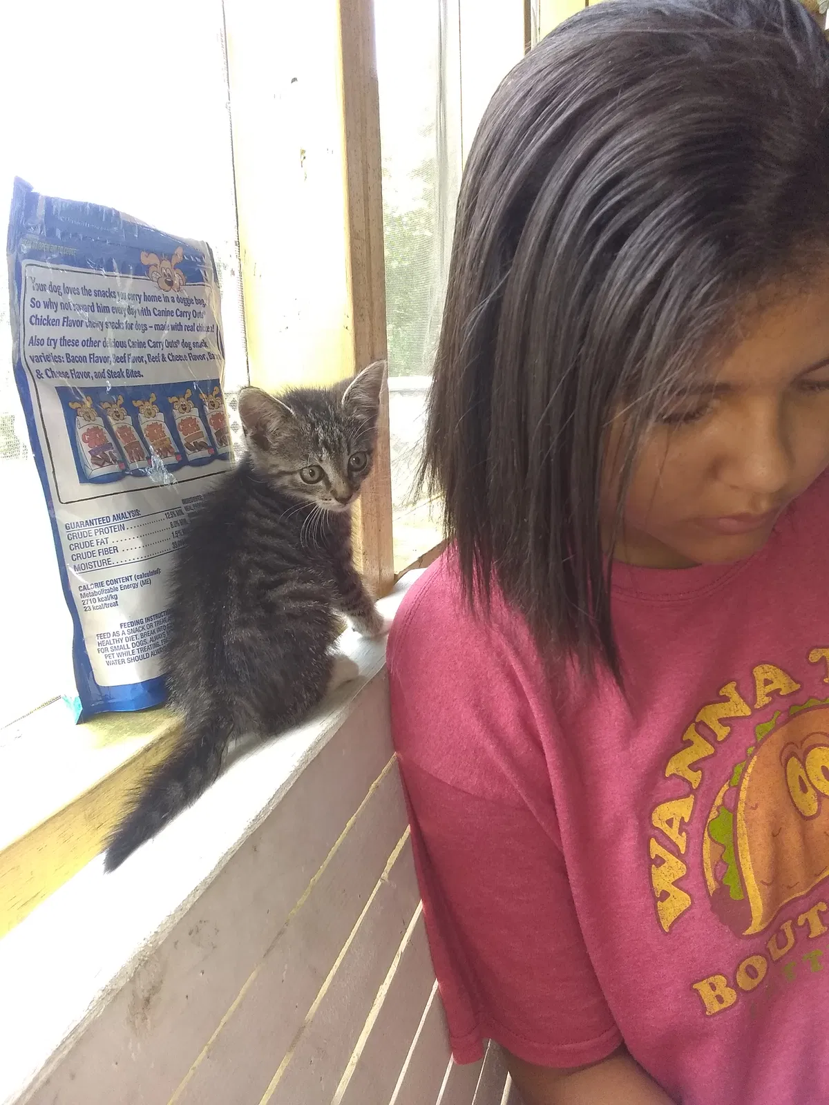 Lost cat in Statham, GA, 30666