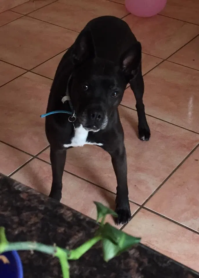 Lost dog in Pueblo, CO, 81004